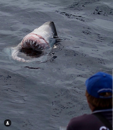 Shark - composition